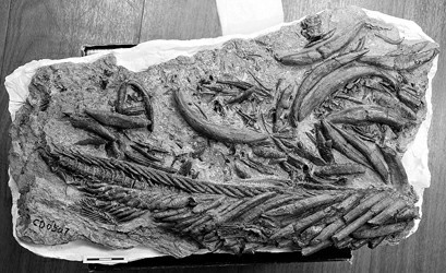 中美专家发现鱼化石见证青藏高原隆起(图)