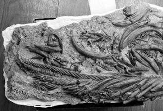 中美专家发现鱼化石见证青藏高原隆起