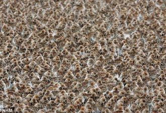 生物摄影：6000只候鸟白天集体打盹