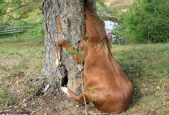 淘气小马驹头被卡树洞中 下巴被拉脱臼