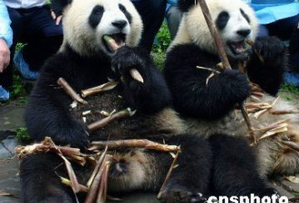 大陆送两只大熊猫 台湾要了但要改名