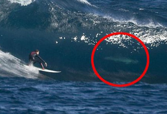 惊险:摄影师拍到运动员与大白鲨一起冲浪