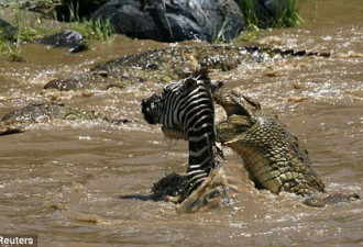 英国报刊登鳄鱼河中猎杀斑马瞬间照片