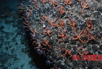 大海的十大谜团：寻踪不为人知的深海