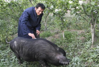 川大学生不寻常 回家养猪七年赚千万