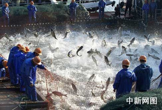 千岛湖一网捕获70吨鱼 刷新捕捞记录