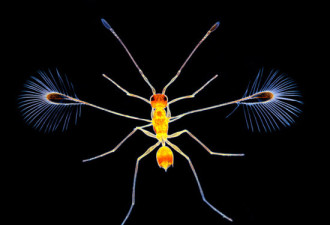 2008最佳生物显微照片：柄翅卵蜂居首