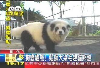 台湾“山寨熊猫热” 宠物狗染成大熊猫