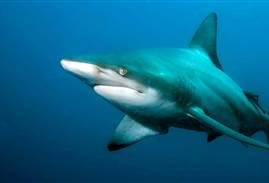 世界十大科学奇闻：雌鲨鱼能单性繁殖