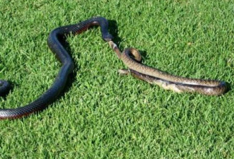 澳大利亚毒蛇被蛇吞，上演胜利大逃亡