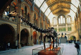 伦敦博物馆6500万年前恐龙粪化石被盗