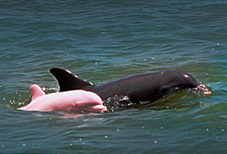 全球唯一：摄影师拍到罕见粉红色海豚