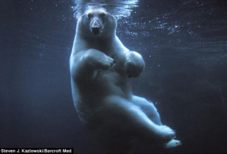 太可爱了！抓拍到北极熊的罕见生活照