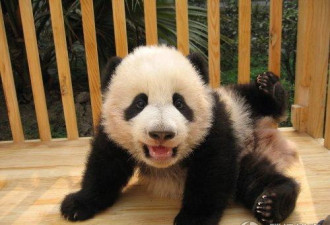 吃穷动物园：看大熊猫如何折腾美国人