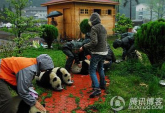 吃穷动物园：看大熊猫如何折腾美国人