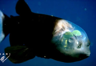 全球十大透明动物：玻璃蛙玻璃鱼上榜