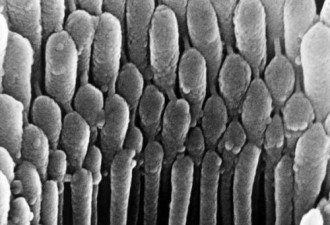显微镜下人体精彩图片:当卵子遇上精子