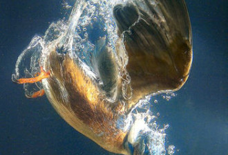摄影师拍到罕见翠鸟潜水捕鱼‘一箭三雕’