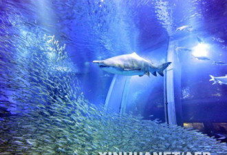 壮观：5万沙丁鱼现身鱼展 写蔚蓝世界