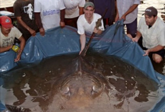 英国垂钓者在泰国捕获迄今最大淡水鱼