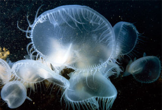 五光十色个个神奇：十大奇异海洋动物