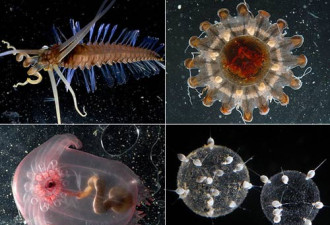科学家发现大量前所未见奇特海洋生物
