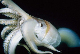 世界真奇妙：惊爆人类眼球的海洋生物
