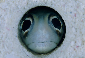 世界真奇妙：惊爆人类眼球的海洋生物
