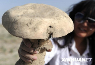 草原上的巨型蘑菇 一个就重10多公斤