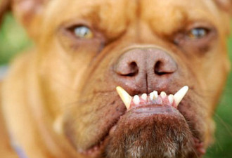 世界最丑狗：混种拳师狗苦瓜脸獠牙吓人