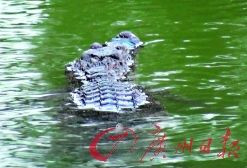 广州小区人工湖内惊现鳄鱼 居民吓坏