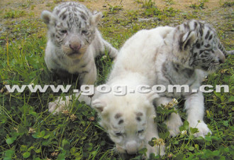 稀罕：贵州白虎诞下世界罕见“银虎”