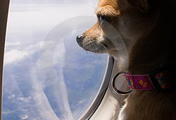 加拿大宠物也要坐飞机 引起轩然大波
