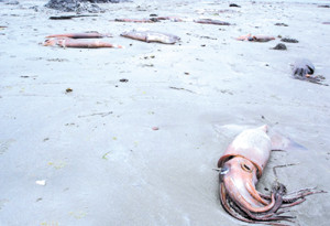 38只巨型鱿鱼冲上岸  卑诗30年罕见