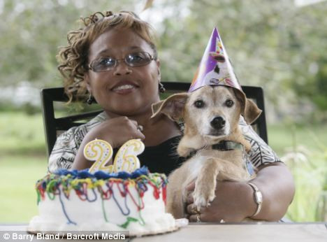 美国小猎犬过26岁生日成最长寿的狗(组图)