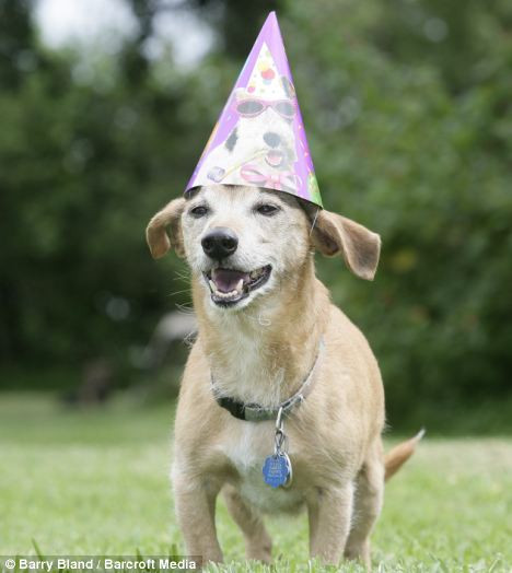 美国小猎犬过26岁生日成最长寿的狗(组图)