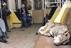俄流浪狗搭地铁到市中心觅食上车就睡