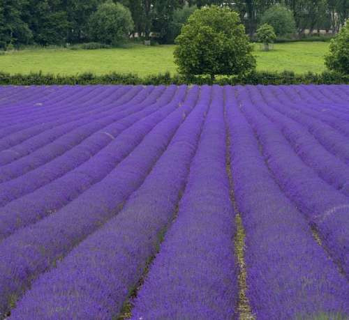 英国最大薰衣草园丰收：紫色海洋香气浓郁(图)