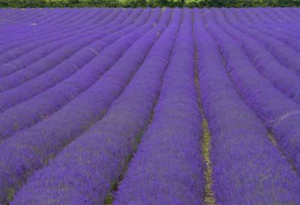 英国薰衣草园丰收：紫色海洋香气浓郁