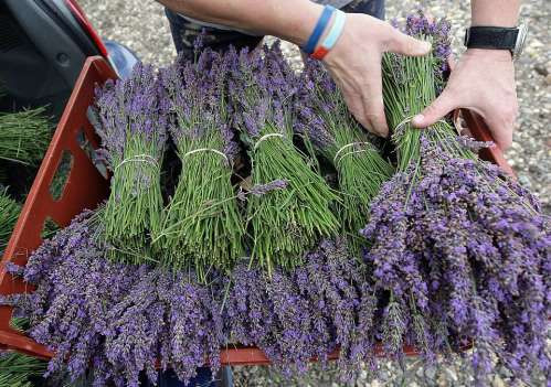 英国最大薰衣草园丰收：紫色海洋香气浓郁(图)