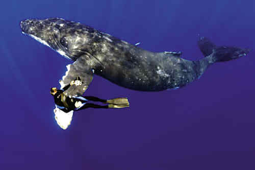 英国摄影师趴在鲸鳍上拍照片(组图)