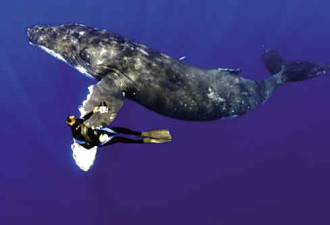 英国摄影师趴在鲸鳍上水下拍生物照片
