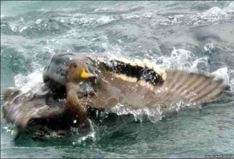 科学家拍下海豹捕食鸭子瞬间罕见照片