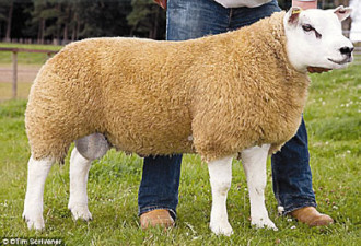 英大公羊被拍23万英镑 世界身价最高
