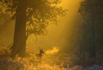 绝美:09年英国野生生物摄影奖获奖作品