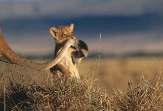 英夫妇非洲草原13年拍摄狮子老虎幼仔