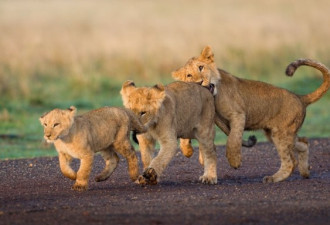 英夫妇非洲草原13年拍摄狮子老虎幼仔