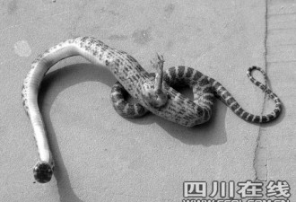 四川村民抓获长脚的蛇 专家称从未见过