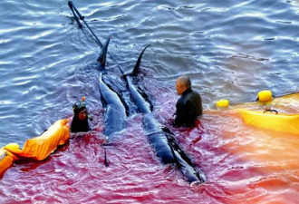 记者偷拍日本血腥“杀海豚节” 血染海湾