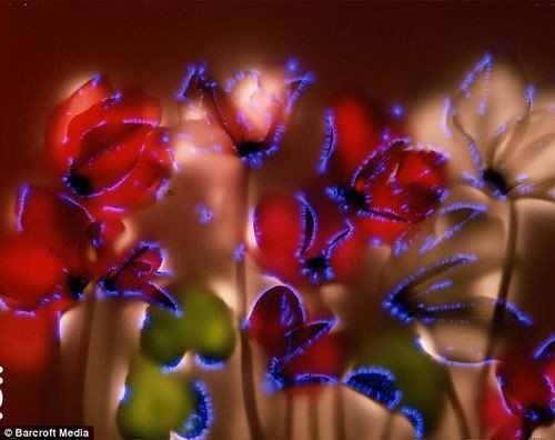 摄影师花费10年时间拍摄植物通电瞬间 - 小AB - 小AB的博客